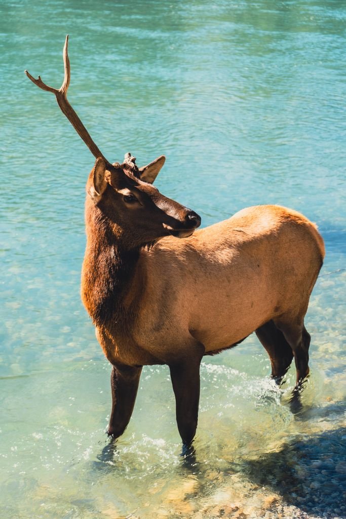 A lone elk standing gracefully in a turquoise lake, showcasing wildlife beauty in Canmore, Canada.