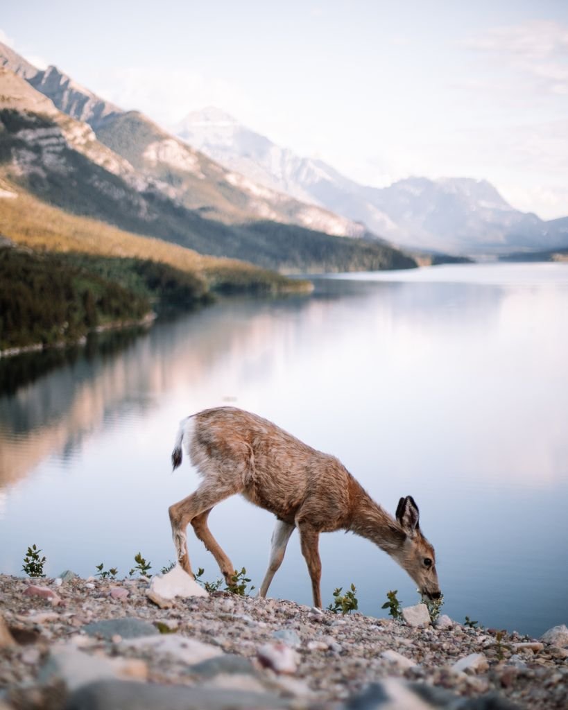 A serene view of a deer near the tranquil waters of Waterton Lake, Alberta, with mountains in the background.