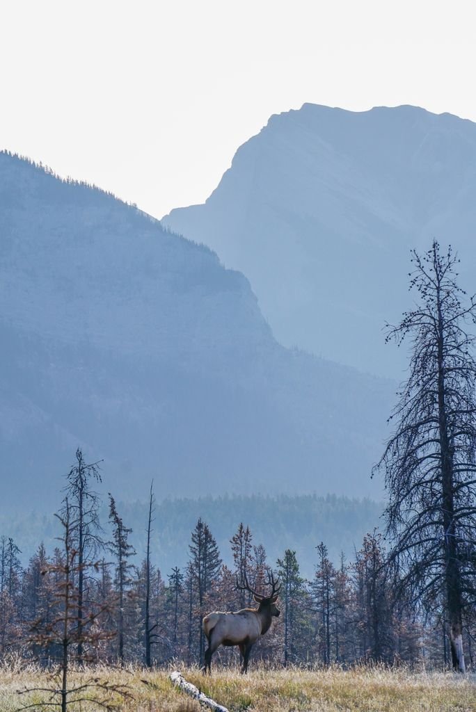 Elk grazing in Jasper National Park with mountains in the background at sunrise.